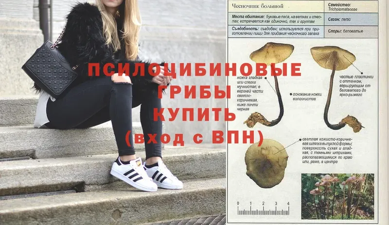 Галлюциногенные грибы мицелий  Буй 